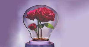 blühende Rose unter Glasglocke