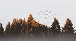 Vögel fliegen über Wald