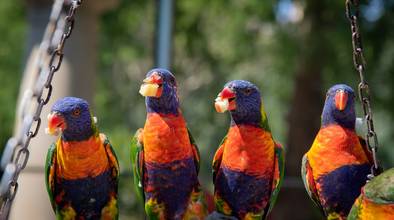 Close-Up Photo of Four Parrots