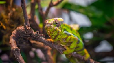 Selective Focus Photography of Green and Brown Chameleon Perched on Brown Tree Branch at Daytime