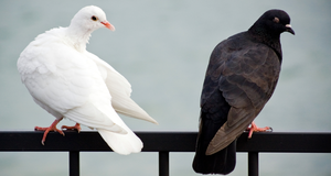 schwarze und weiße Taube auf Geländer