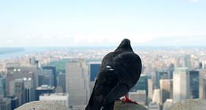 schwarz-farbene Taube sitzt auf dem Dach einer Skyline