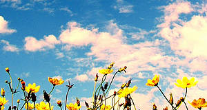 gelbe Blumen in der Natur mit blauem Himmel