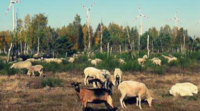 Schafe und Ziegen mit Windrädern im Hintergrund