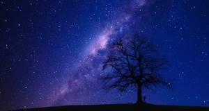Sternenhimmel mit Schatten von Baum und Mensch sichtbar 