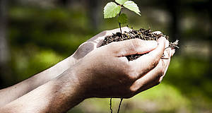 Hände halten Erde mit kleiner Pflanze