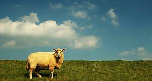 ein Schaf auf der Wiese