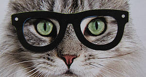 Katzengesicht mit Brille