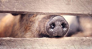 Wildschweinnase schaut durch Zaun heraus