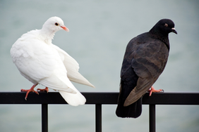 schwarze und weiße Taube auf Geländer